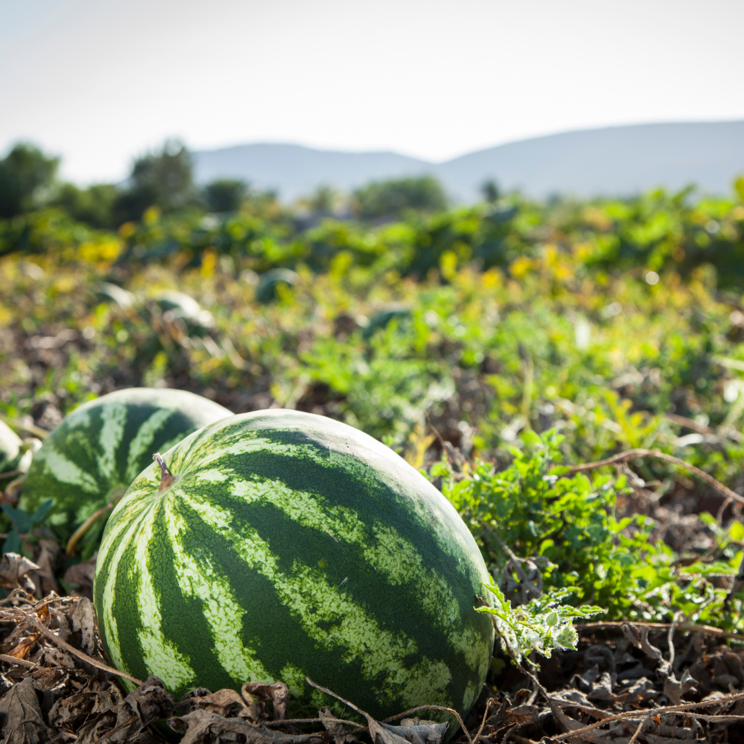Fresh Watermelon Price Per LB