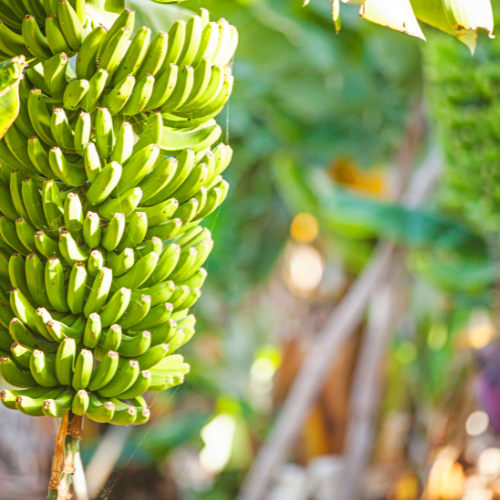 Fresh Cavendish Bananas (Priced Per LB)