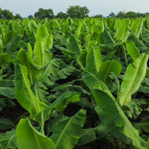 Fresh Cavendish Bananas (Priced Per LB)