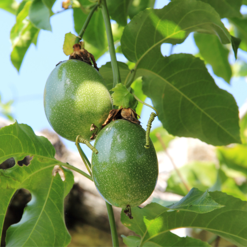 Passion Fruit Pulp
